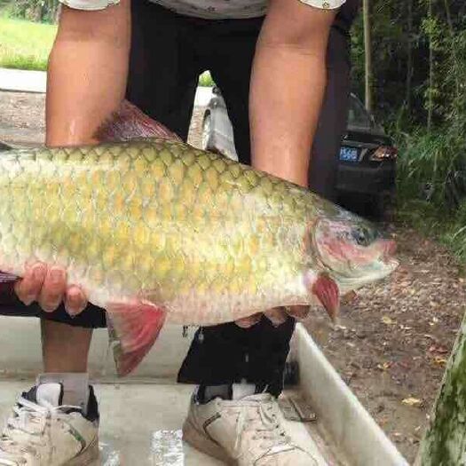 肇庆清波鱼鱼苗  青竹鲤鱼苗、竹佰鲤鱼苗、倒刺鲃、红面竹鱼苗批发