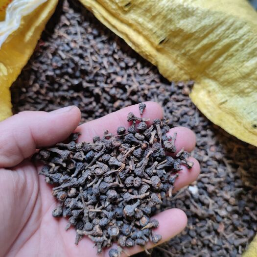 玉林桂枝 肉桂子(桂花)