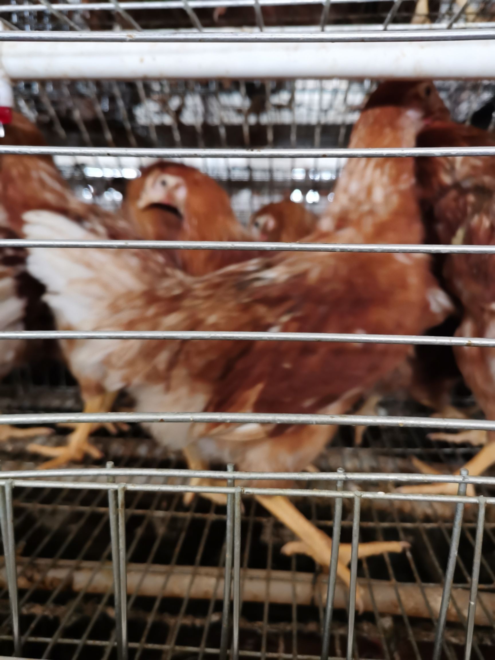 蛋鸡  《青年鸡》《海兰灰青年鸡》《罗曼灰》《海兰褐》《青年鸡批发》
