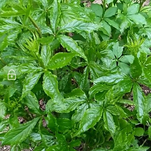 凤城市刺五加菜 刺五加树墩(5～6年生)每墩保证十个头以上。