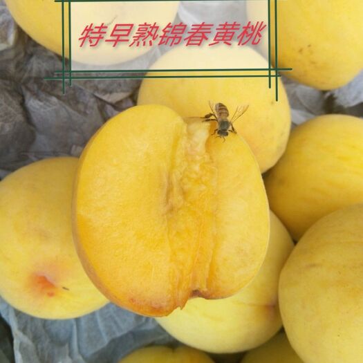 早熟锦春黄桃苗6月初成熟系锦绣黄桃芽变新品种自有挂果园包邮