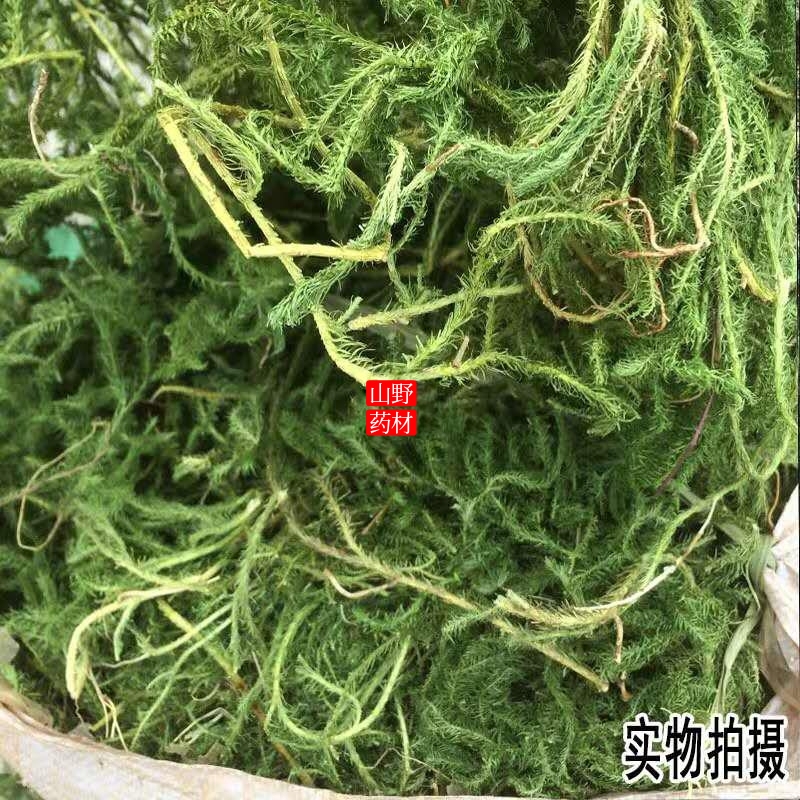 云南药材伸筋草 筋骨草 舒筋草石松狮子 500g包邮