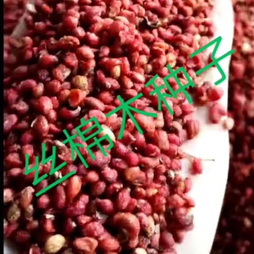  丝棉木种子产地直销，质量有保障，不卖一粒陈子