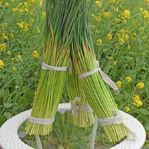 邳州市绿帽蒜苔  蒜苔 纯农 农户直销 低价优惠