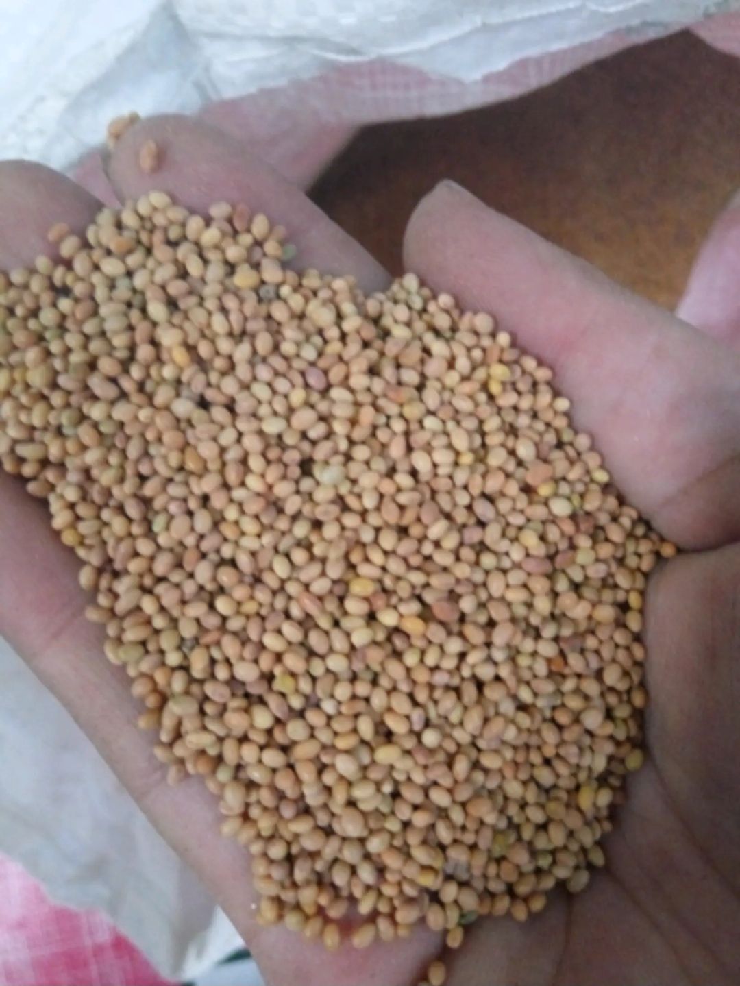 梯牧草种子  绛三叶生物产量高耐早性很强可作桑茶果园绿