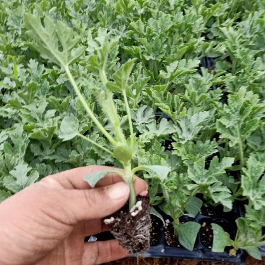 宿州早佳8424西瓜苗 8424西瓜苗保重质量免费技术指导欢迎