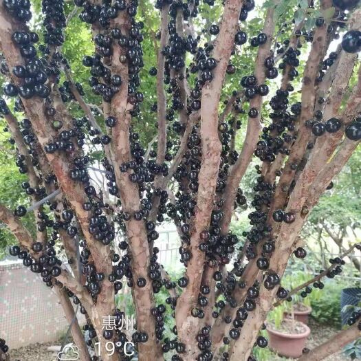 博罗县嘉宝果苗  沙巴嘉宝果果苗各种规格大量供应