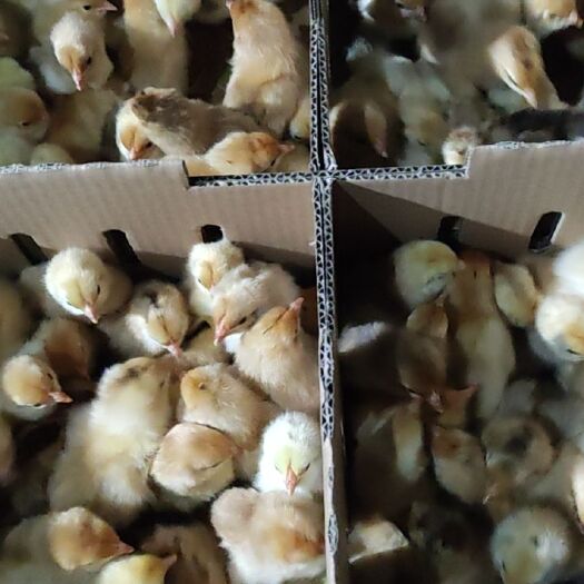 枣阳市高产一代绿壳蛋鸡苗，成活率高，产蛋率高，群体性好，抗病力强
