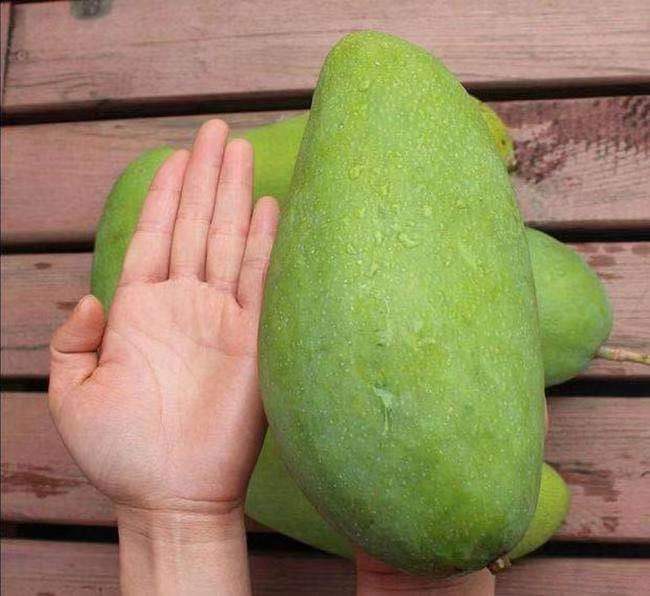 新鲜树上熟纯甜海南越南大青芒金煌芒