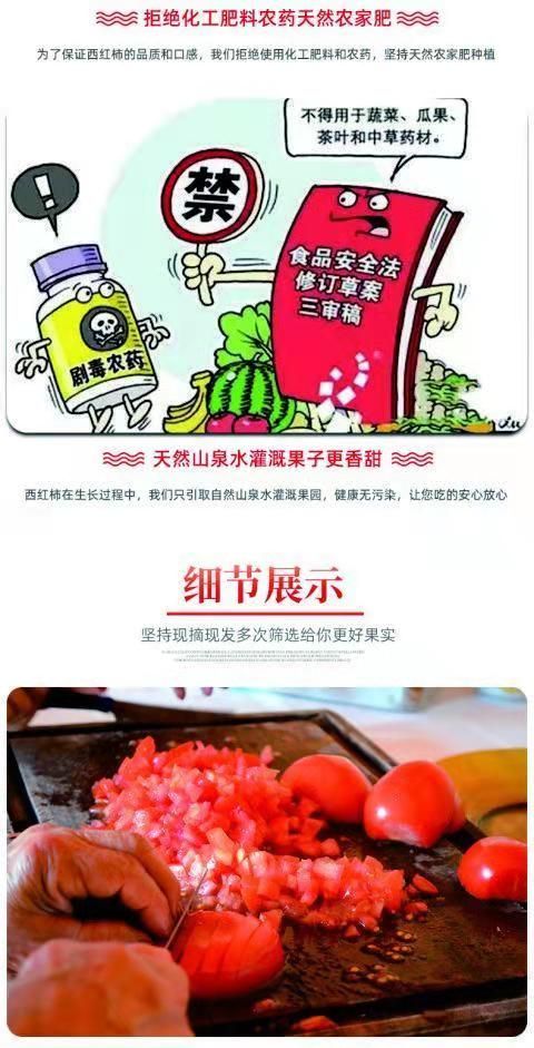 水果西红柿  西红柿 绿色、新鲜、现摘现发