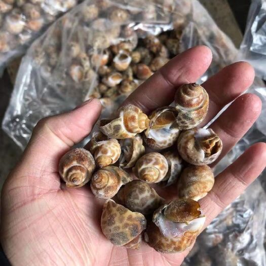 福州东风螺  花螺 巴基斯坦花螺 冻花螺 便宜 大量供应