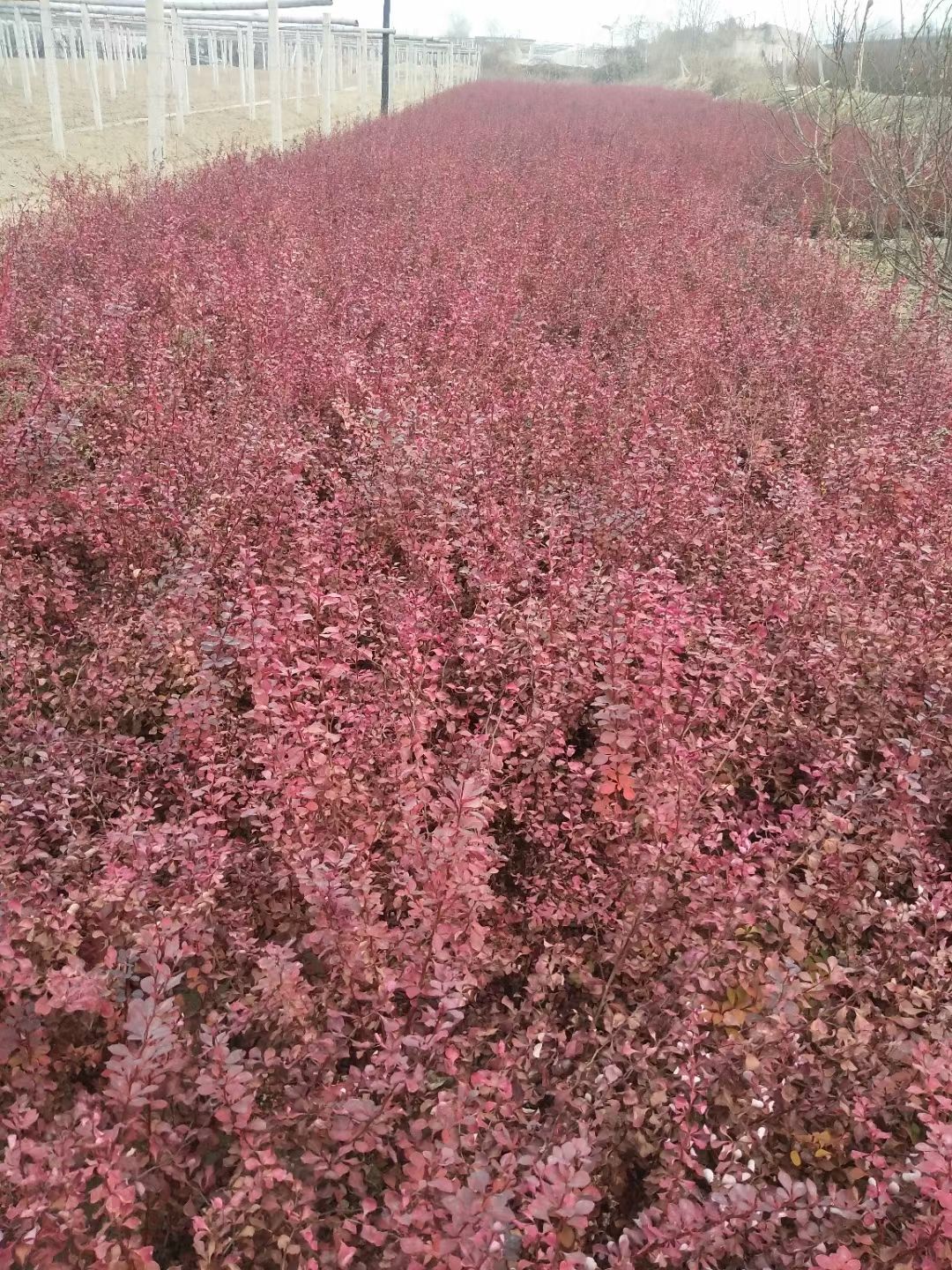 紫叶小檗种子。辽宁货。质量杠杠的。净度好苗率好