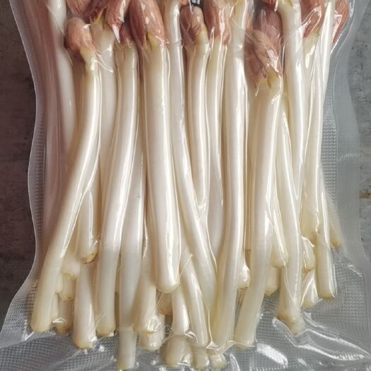 济南济南纯水培花生芽 包装规格任您选