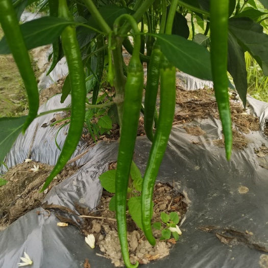 博白县 8号软皮二荆条 线辣椒 软皮椒