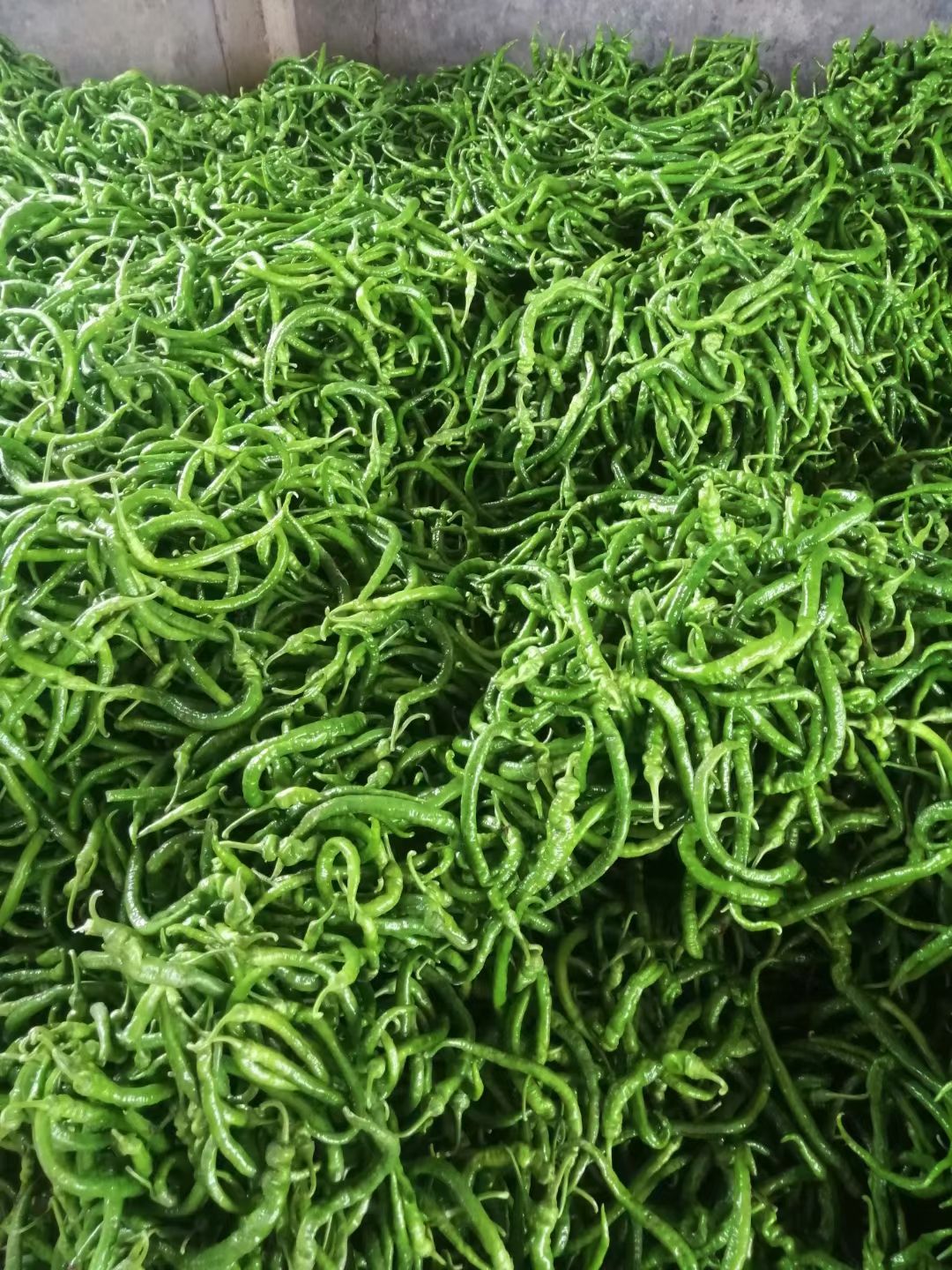 辣椒  大罗丝，线椒，罗丝线，8号椒