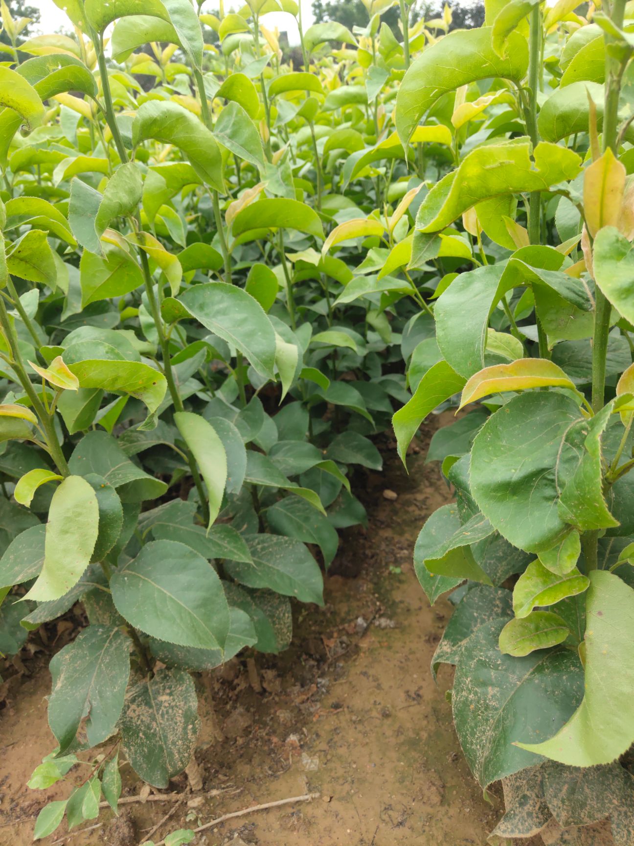 秋月梨树苗  品种梨苗，秋月，晚秋等