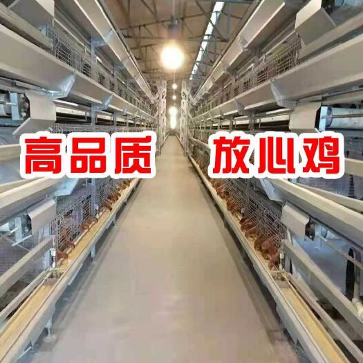 鹤壁蛋鸡 防疫到位大厂家，科学管理