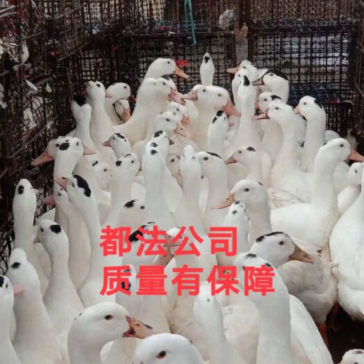 南宁肉鸭苗  半番鸭苗，一点头，m母18