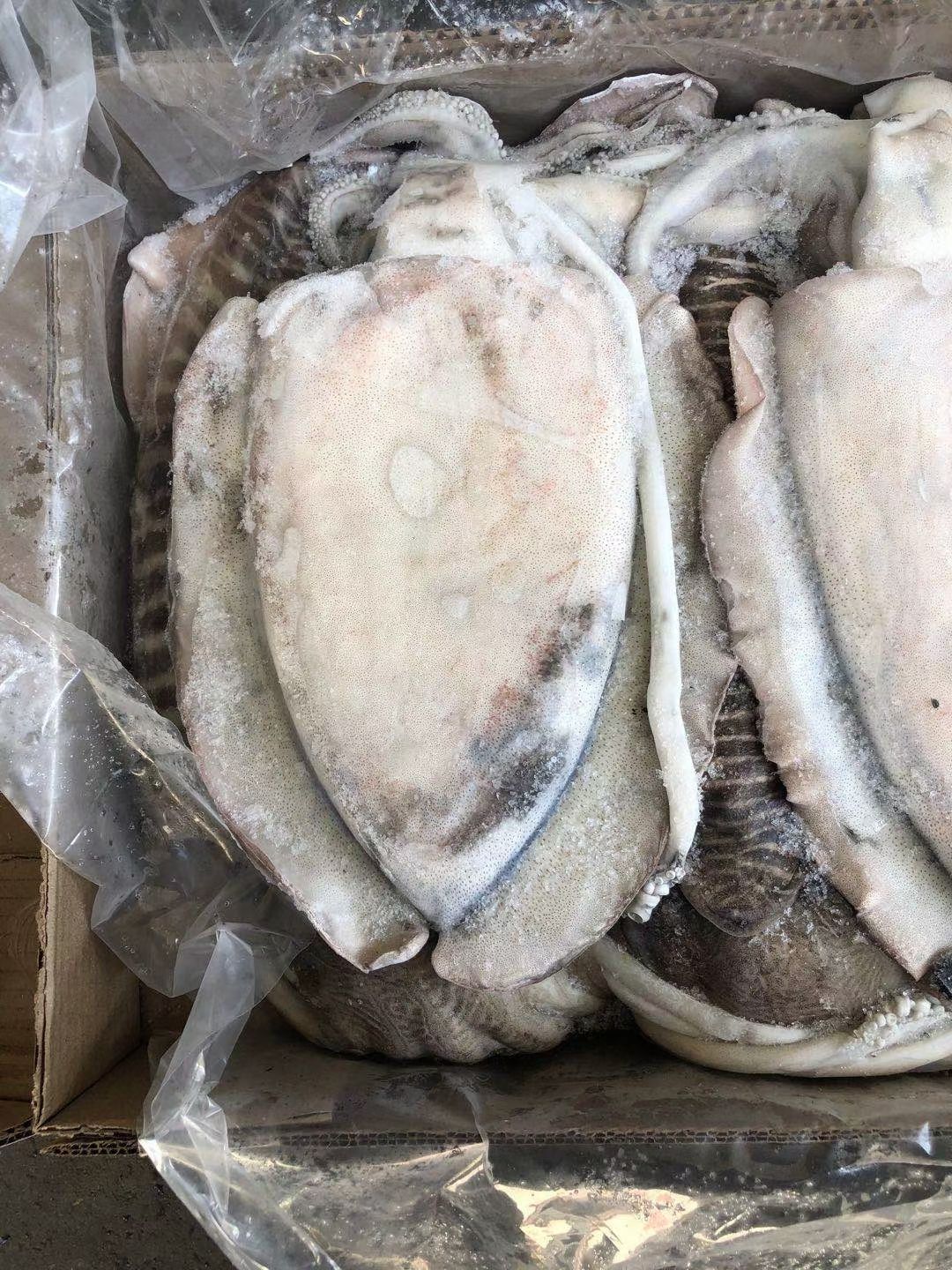 大王乌贼 印度墨鱼 鲜冻墨鱼 大量批发 有量有价 福州发货