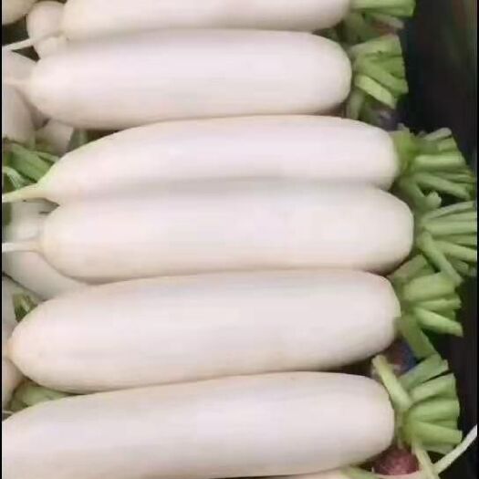 重庆市精品白萝卜