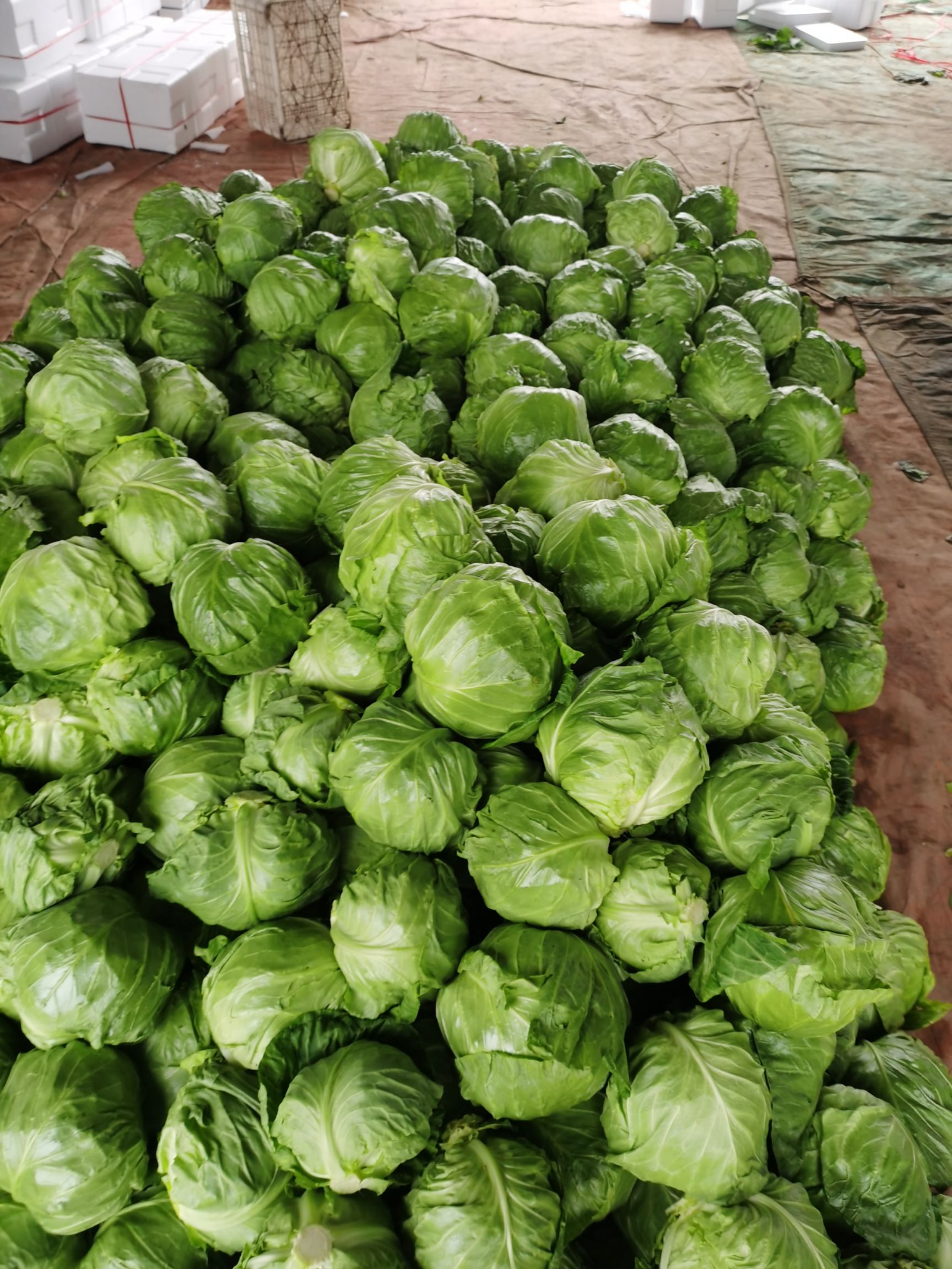 圆包菜  精品甘蓝，颜色绿，质量好，暖棚大棚甘蓝，货源充足，