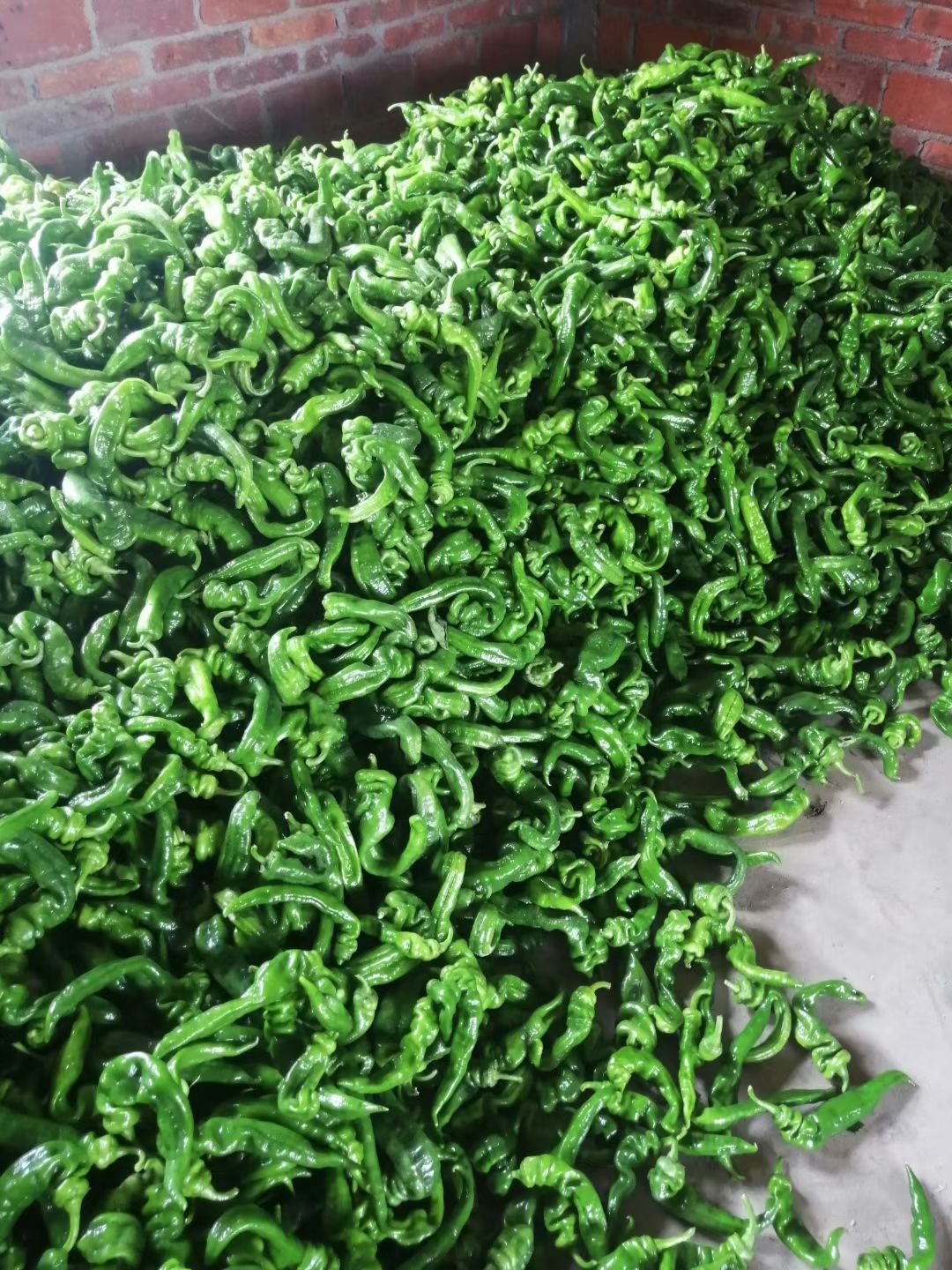 辣椒  大罗丝，线椒，罗丝线，8号椒