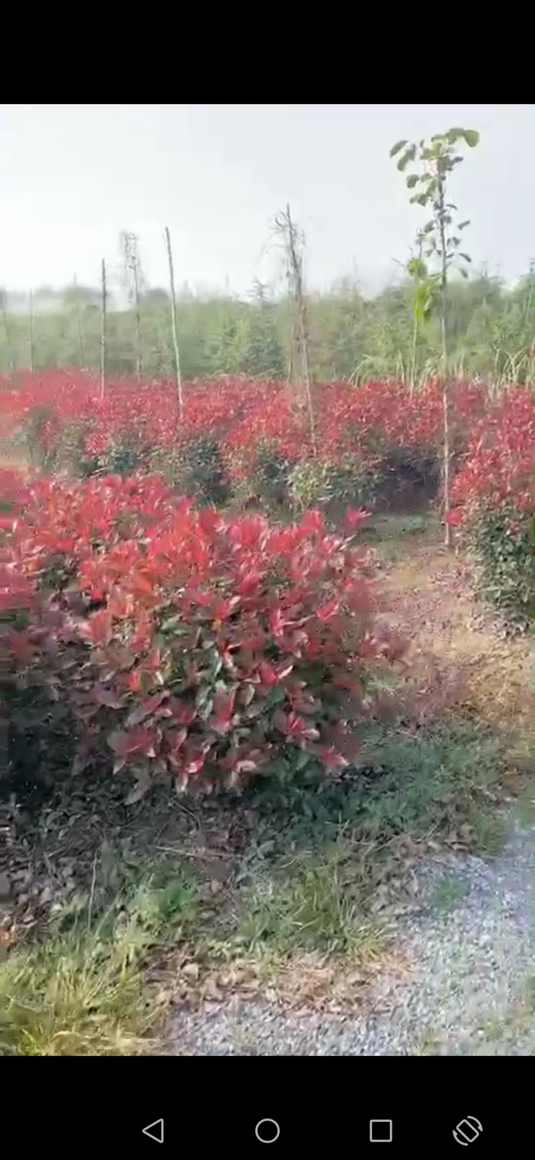 高杆红叶石楠 