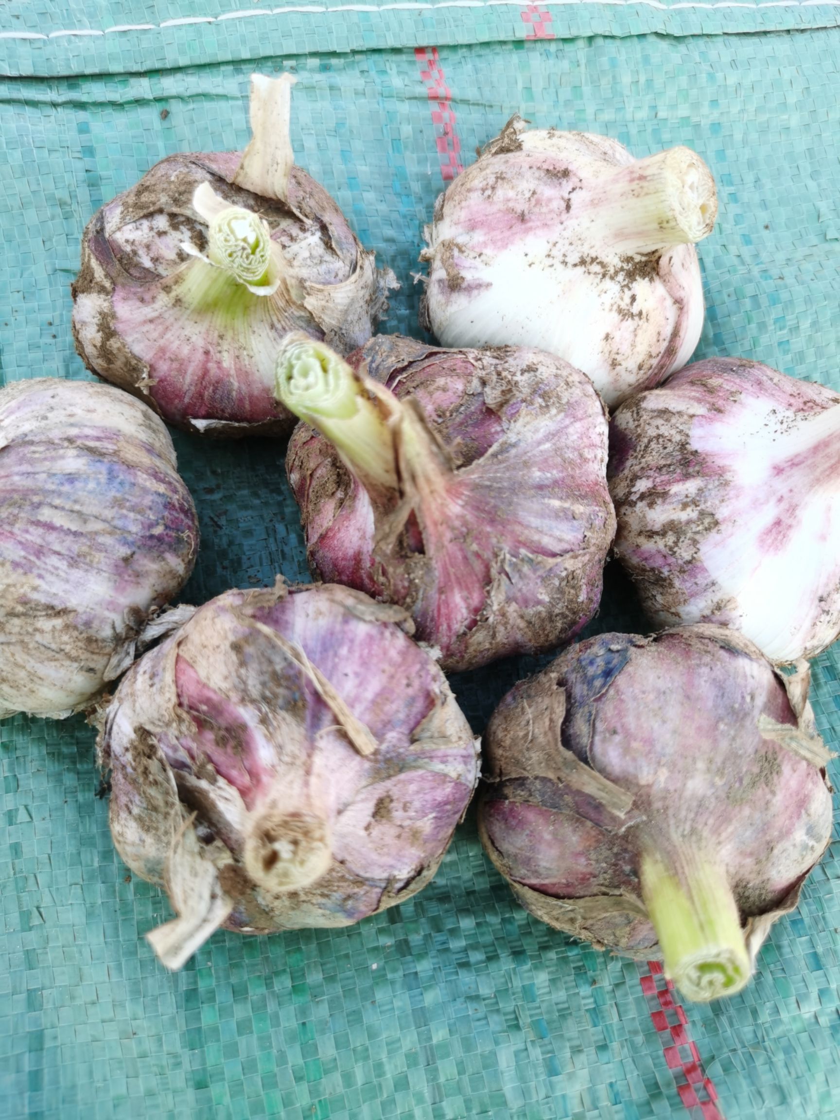 蒜米  云南紫皮分瓣蒜，蒜味十足