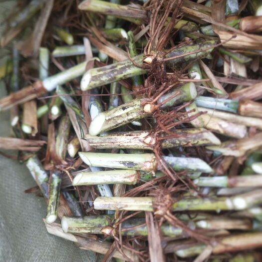罗甸县甜象草种子 甜象草草节草种。专业种植养牛羊猪兔马
