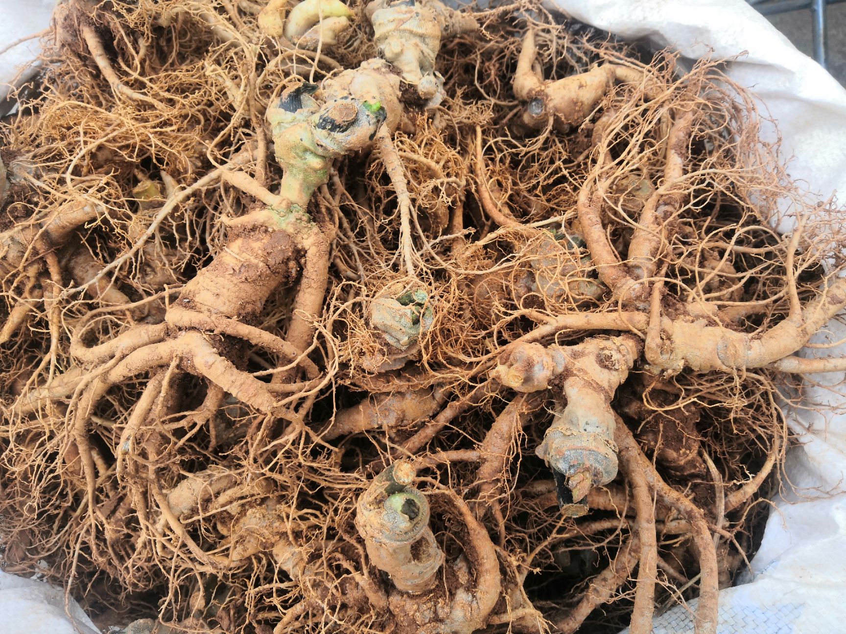 火麻七  云南文山三七，自家种植，自卖