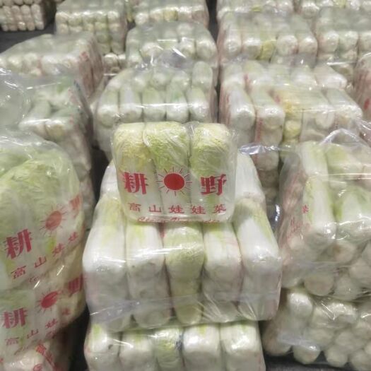 太原黄心娃娃菜 娃娃菜