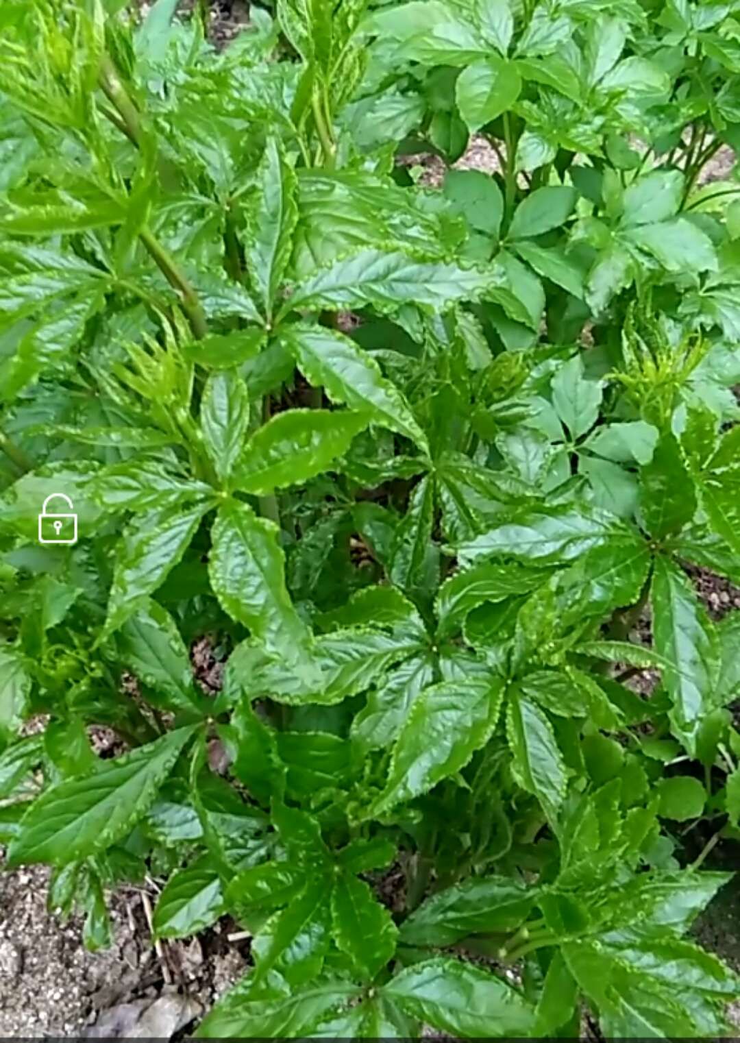 刺五加菜 刺五加树墩(5～6年生)每墩保证十个头以上。