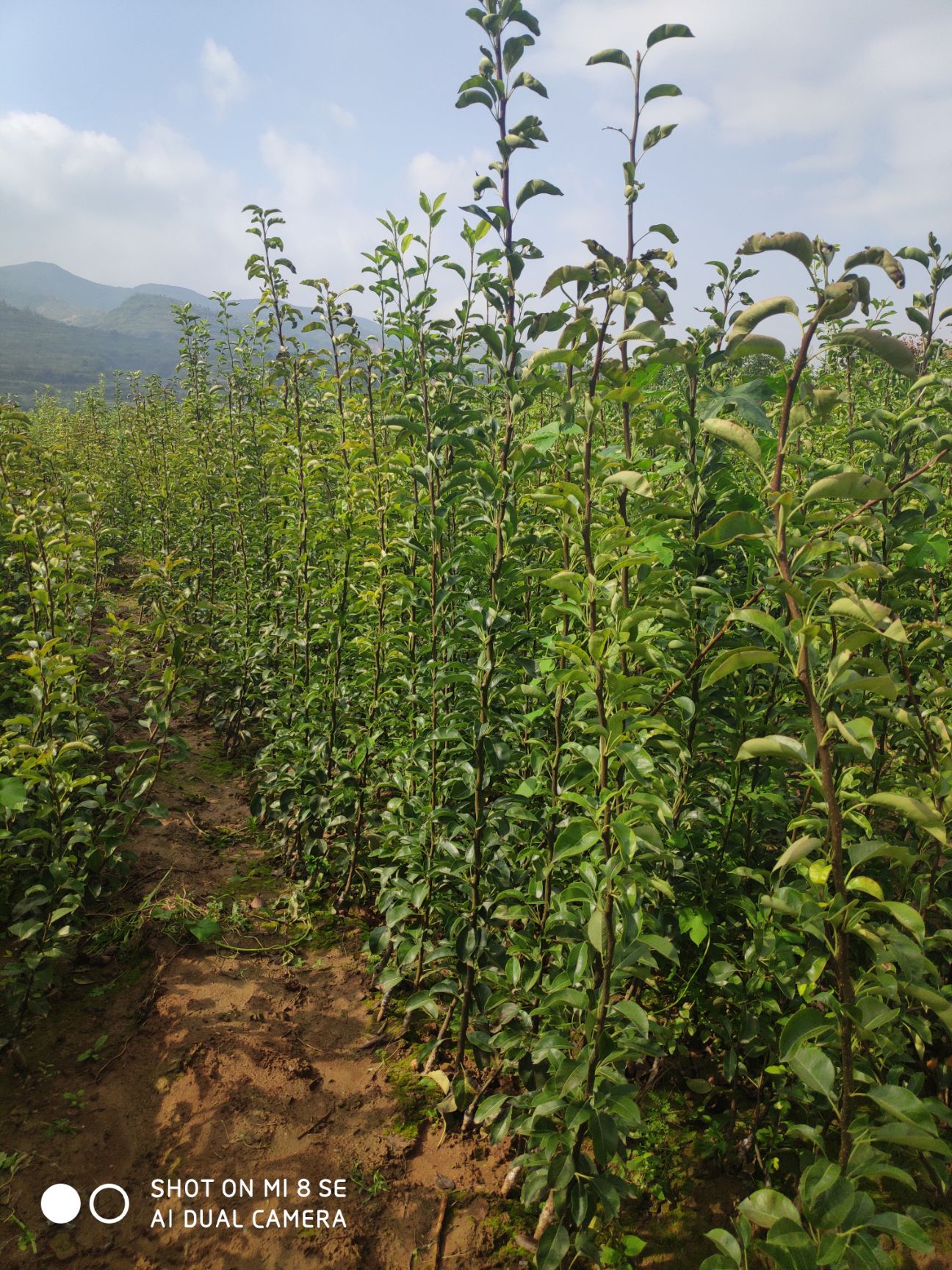  梨树苗1年苗到10公分