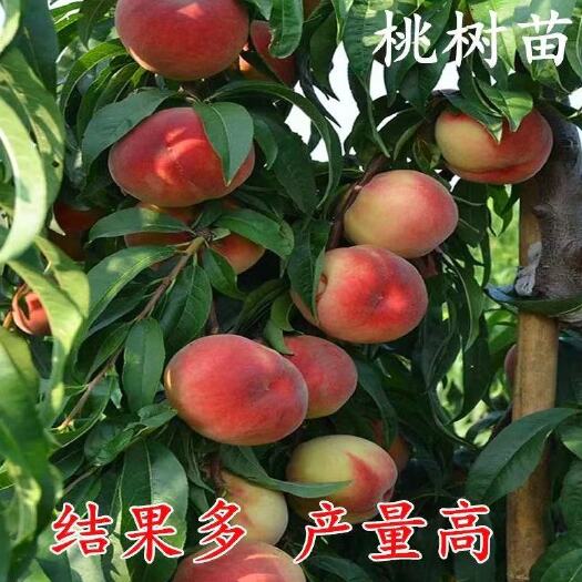 泰安嫁接桃树苗，品种桃树苗，桃树实生苗，占地桃树苗