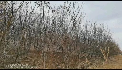 平度市 山东平度樱花树，价格可议，100-200元每棵