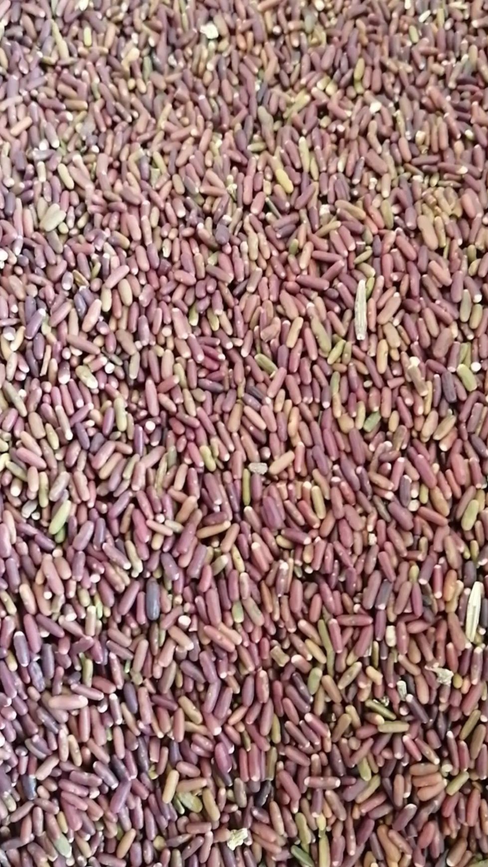 小冠花种子  小冠花可边坡绿化可观赏固氮能力强可做绿肥