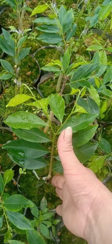 茂名奇楠沉香树 好的品种是不等人的