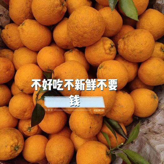 石棉县黄果柑 味道巴适得板