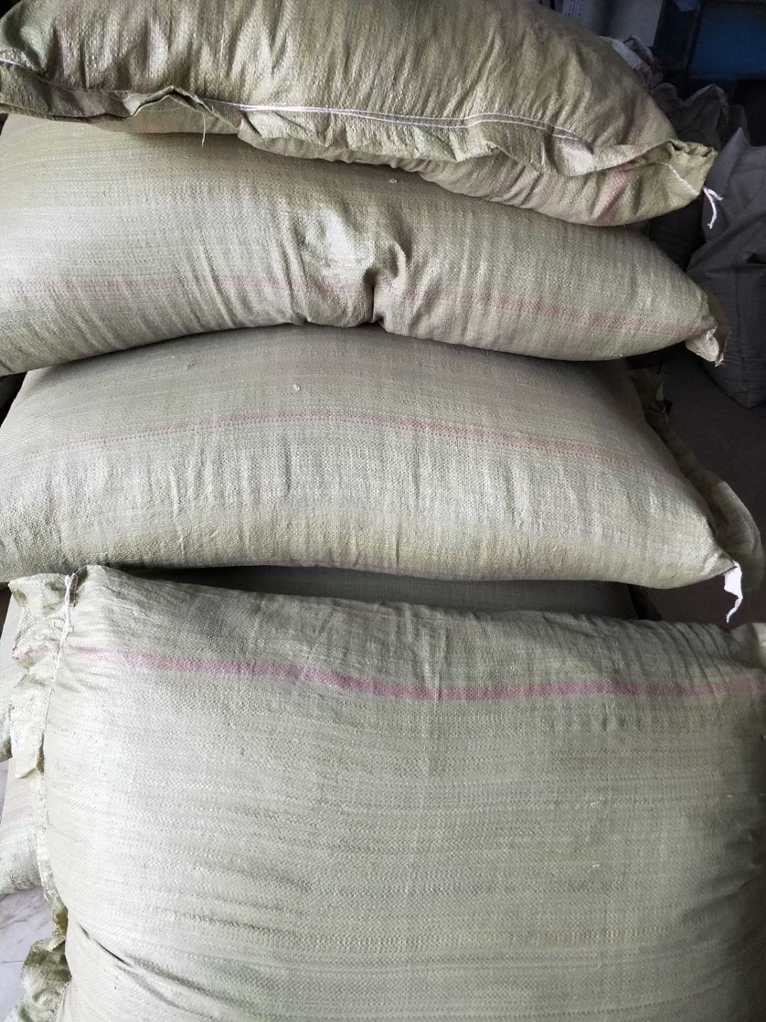 丝棉木种子产地直销，质量有保障，不卖一粒陈子