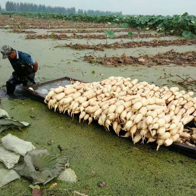 巨无霸藕种  食用深水莲藕种根苗 藕苗 观赏 荷花苗 高产浅水莲藕种苗脆藕