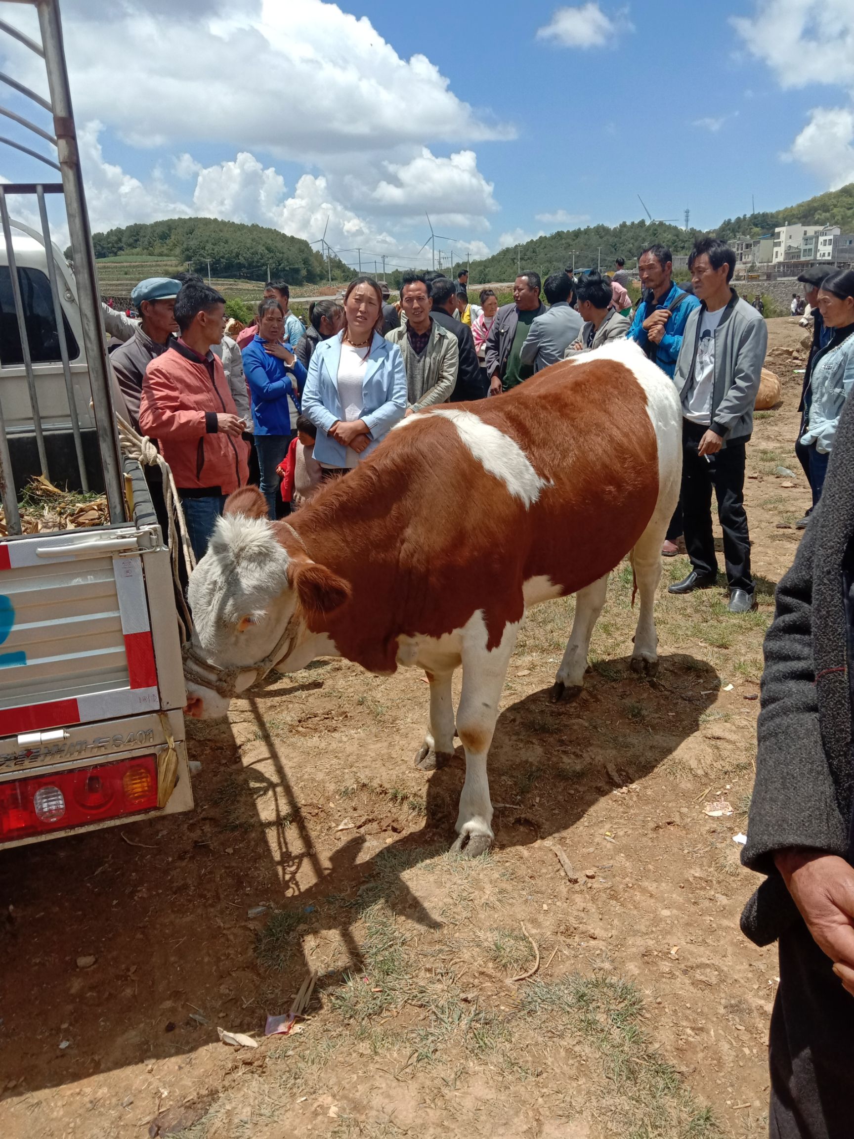 肉牛  正宗西门塔尔牛高山放养货源充足，需要的老板请联系
