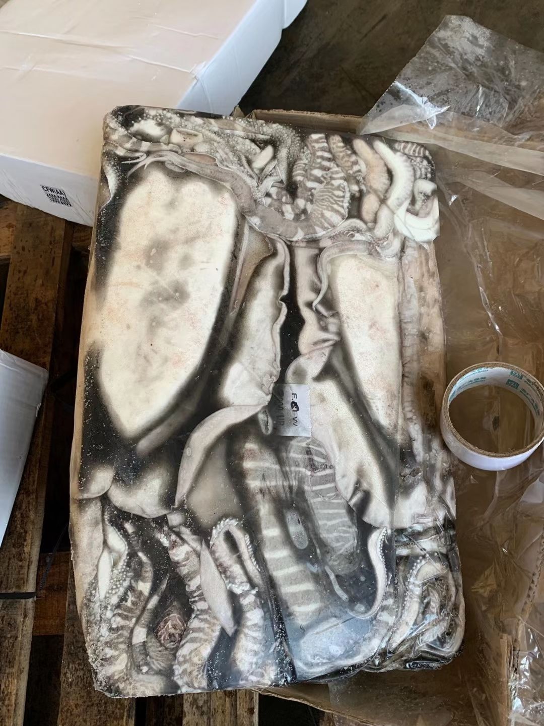 大王乌贼 印度墨鱼 鲜冻墨鱼 大量批发 有量有价 福州发货