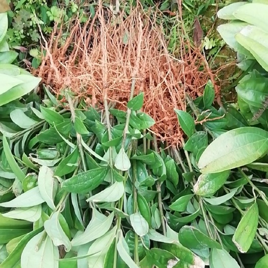 桂平市肉桂苗  种一年苗，变两年苗，再变十年就可以剥了