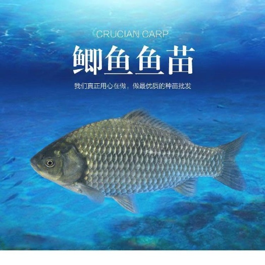 南宁中科鲫鱼苗，东北快大鲫鱼苗，足量发货，有损包赔，量大送货上门