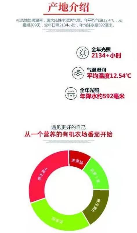 水果西红柿  西红柿 绿色、新鲜、现摘现发
