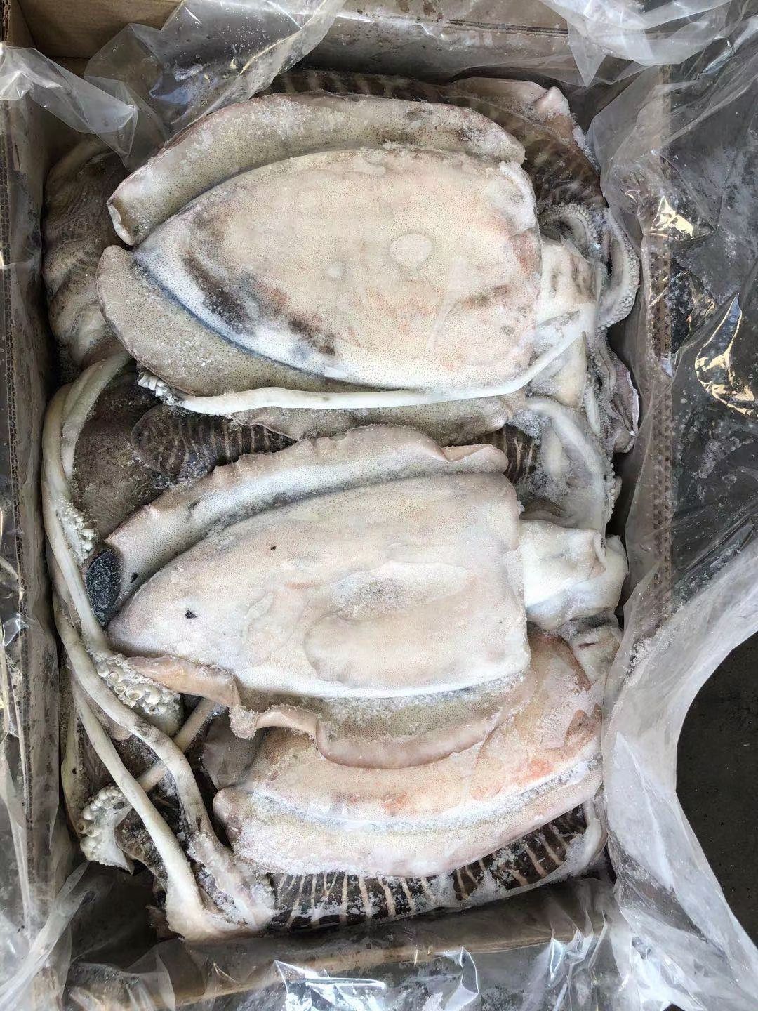 大王乌贼 印度墨鱼 鲜冻墨鱼 大量批发 有量有价 福州发货