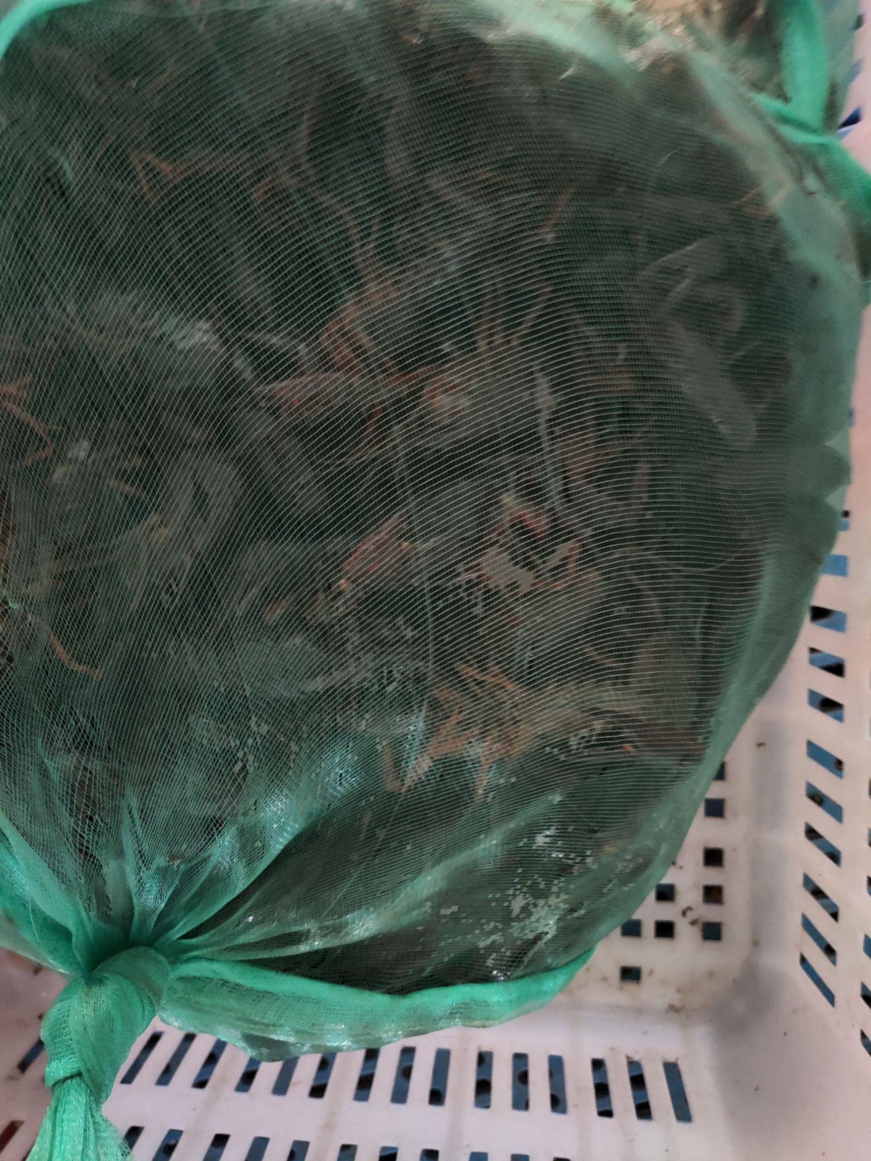 青虾       小龙虾～基地批发青虾红虾均有