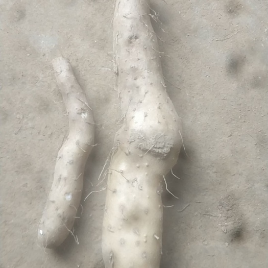 安阳县山药种  白玉山药一代原种