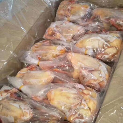 滨州 乳鸽，适合电商平台批发团购