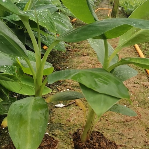 南宁【香蕉苗】巴西蕉苗  大量供应香蕉苗，威廉斯B6